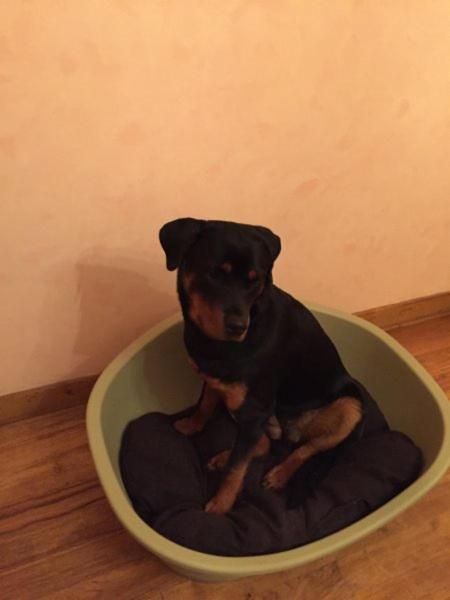 Dogs Accademy - Foto 3
