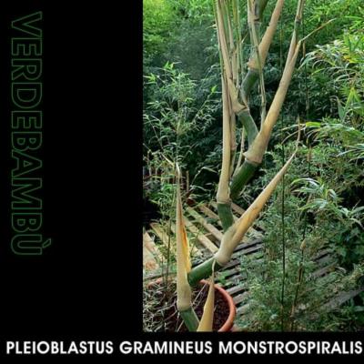 Verde Bambu'  - Foto 4