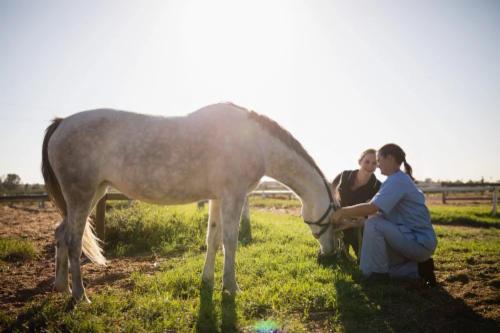 5 consigli per scegliere il veterinario giusto per il tuo cavallo
