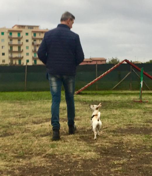 Dog School Catania - Foto 6