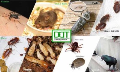D.D.T. Derattizzazione Disinfestazione  - Foto 4