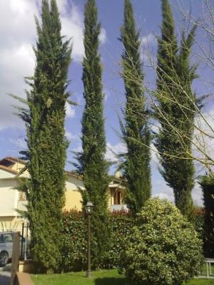 Agrigarden L'Olivo  - Foto 6