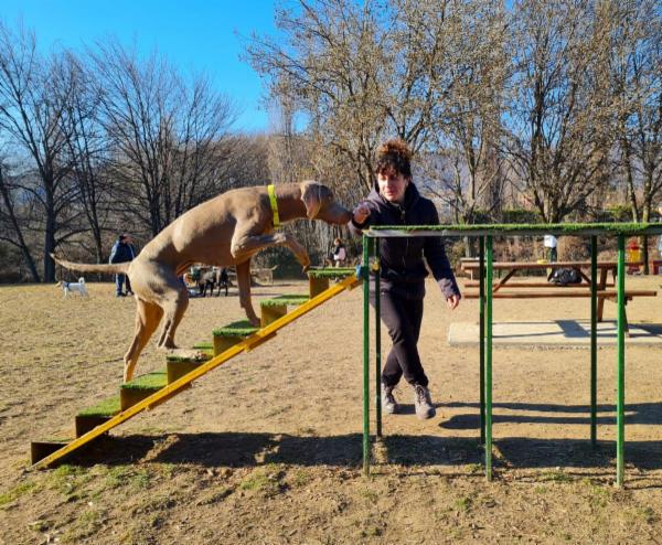CRAZYFORDOGS - Foto 6
