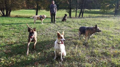 dogsitting, gruppi di dogtrekking e socializzazioni - Foto 23
