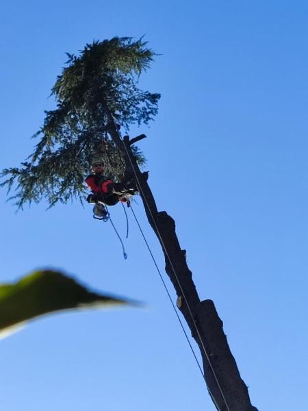 DeBo Giardini Di De Bortoli Carlo - Foto 4