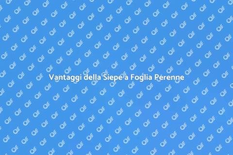 Siepe a Foglia Perenne: Vantaggi e Cura