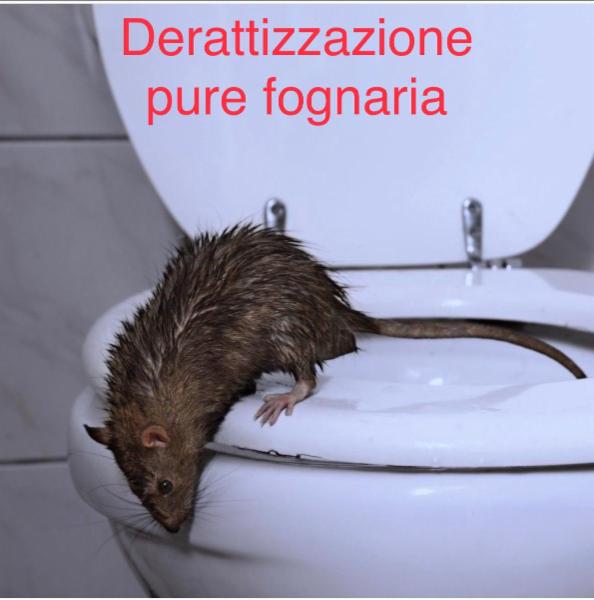 Ecopiakos - Foto 3
