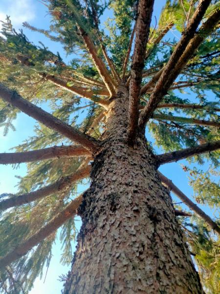 Sherwood TreeWorker - Foto 13