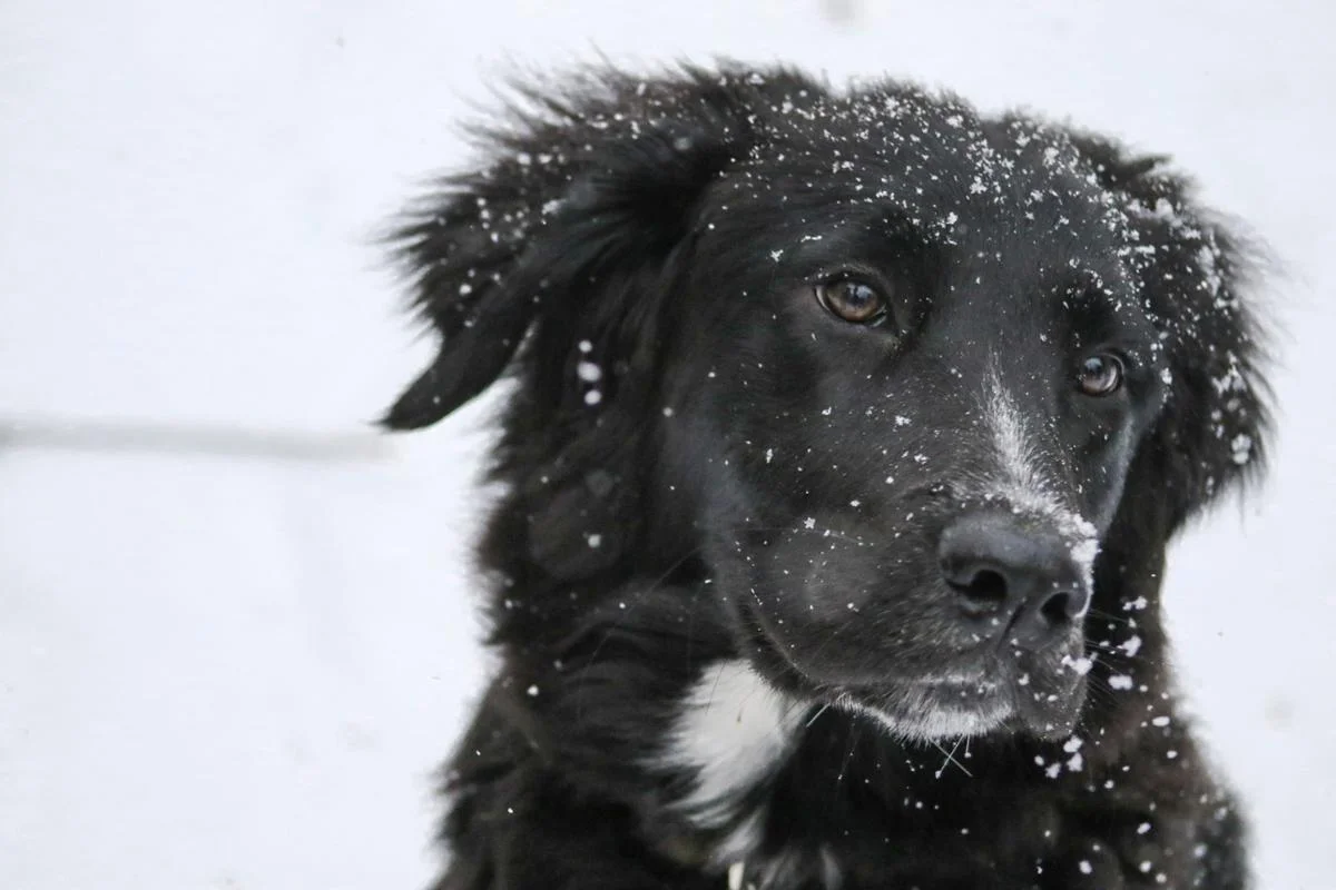 proteggere cani gelo