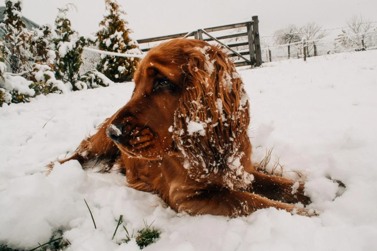 gelo protezione cane