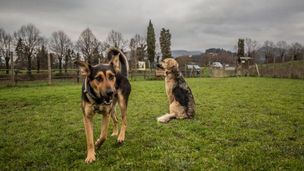 Il Segno di Fido - asd cinofila Mugello e Firenze - Foto 3