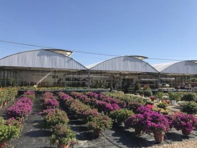 Vivaio Gallura  - Foto 3