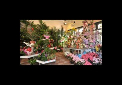 La Violetta Fiori  - Foto 4
