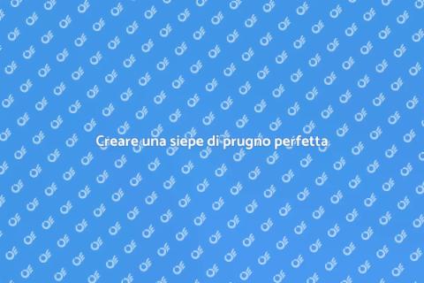 Progettare una siepe di prugno