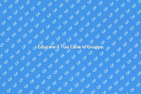 Addestramento Cani in Gruppo Efficace
