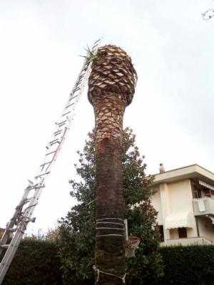 Il Pinolo Giardinaggio  - Foto 1