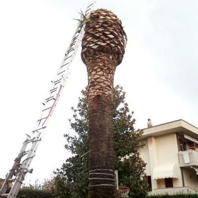 Il Pinolo Giardinaggio