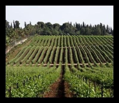 Cont Irrigazioni  - Foto 3