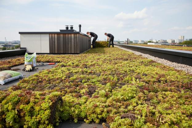 Installare un Tetto Verde in Sedum