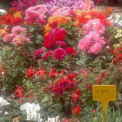 Verdein -Giardini  - Foto 6