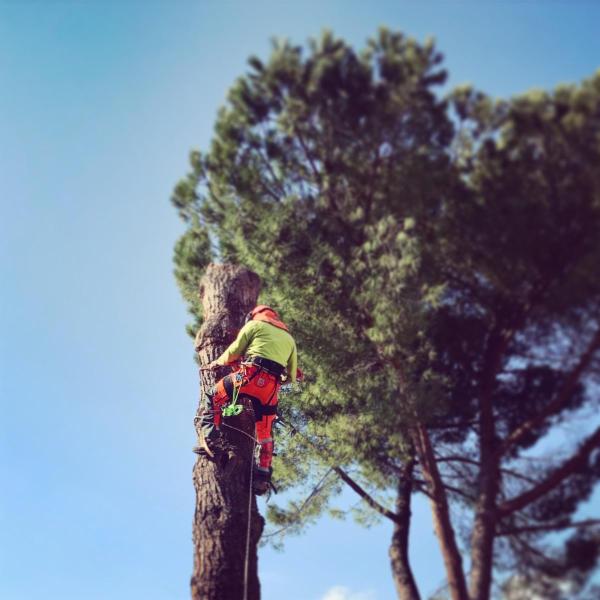 TreeclimbingBS - Foto 1