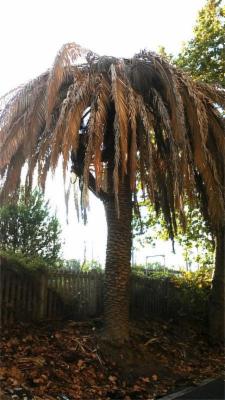 Il Giardino  - Foto 5