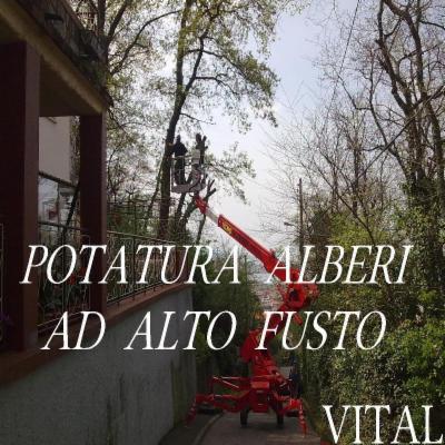 Vital  - Foto 6