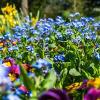 5 consigli per mantenere il tuo giardino a prova d'inverno