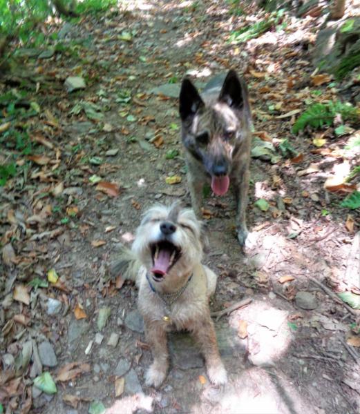 dogsitting, gruppi di dogtrekking e socializzazioni - Foto 3