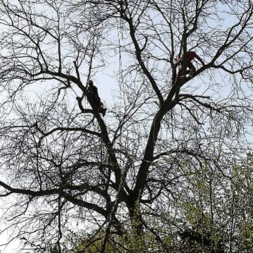 Sherwood TreeWorker - Foto 11