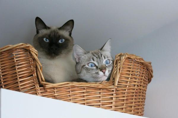 AngelaCatSitting  - Foto 4