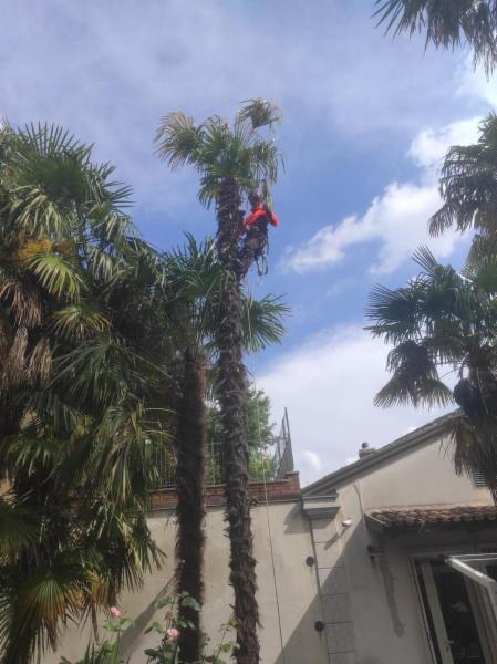 Arbor Climbing di Rocco Lodise - Foto 7