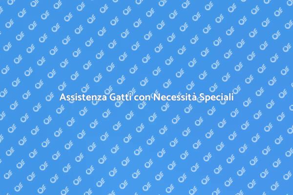 Cat Sitter per Gatti con Esigenze Uniche
