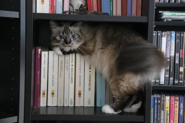 AngelaCatSitting  - Foto 2