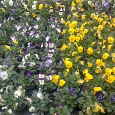Verdein -Giardini  - Foto 3