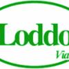 Loddo Lista Nozze M.G.G. Sas 