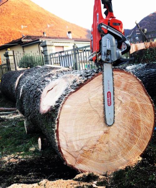 TreeclimbingBS - Foto 5