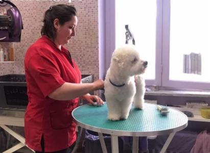 Roberta Pet Groomer - Foto 5