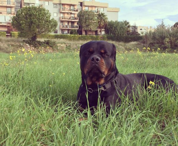 Dog sitter - Foto 3