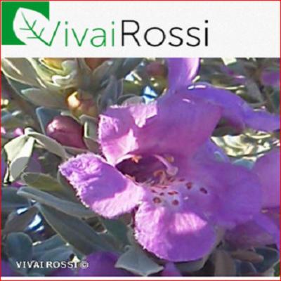 Vivai Rossi  - Foto 2