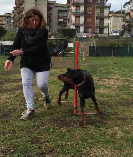 Dog School Catania - Foto 10