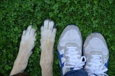 Pet Sitter a Rho  - Foto 1