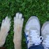 Pet Sitter a Rho 