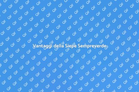 Siepe Sempreverde: Eleganza e Privacy