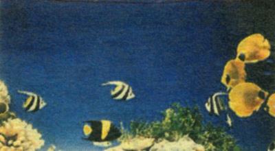 Seaworld Aquarium  - Foto 2