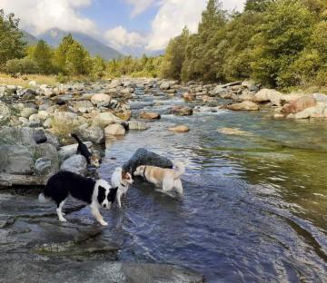 dogsitting, gruppi di dogtrekking e socializzazioni - Foto 27
