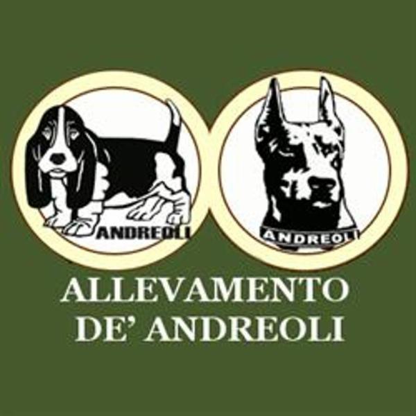 Allevamento Dobermann e Basset Hound De' Andreoli - Foto 1
