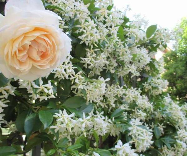 Giardinaggio Il Germoglio  - Foto 3