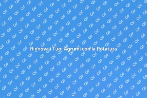 Potatura di Rinnovo Agrumi Essenziale