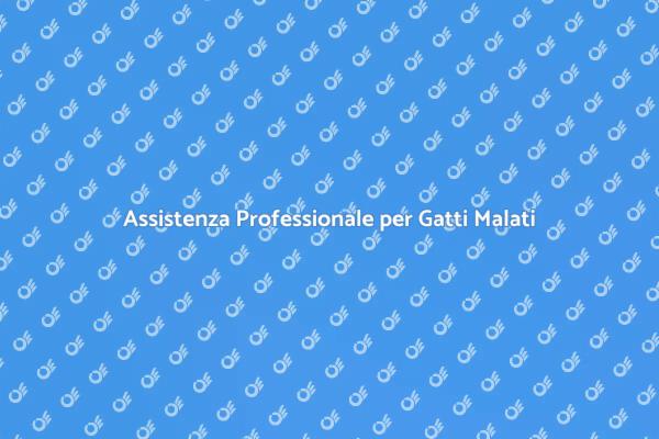 Cat Sitter: Amore e Cura per Gatti Malati